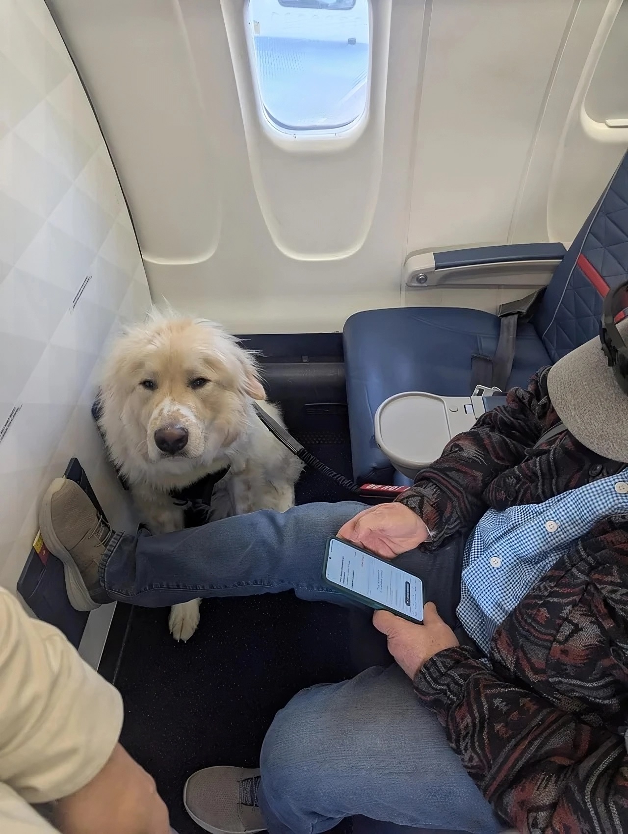 Delta Air Lines y la Priorización de Animales de Servicio: Un Debate en el Aire