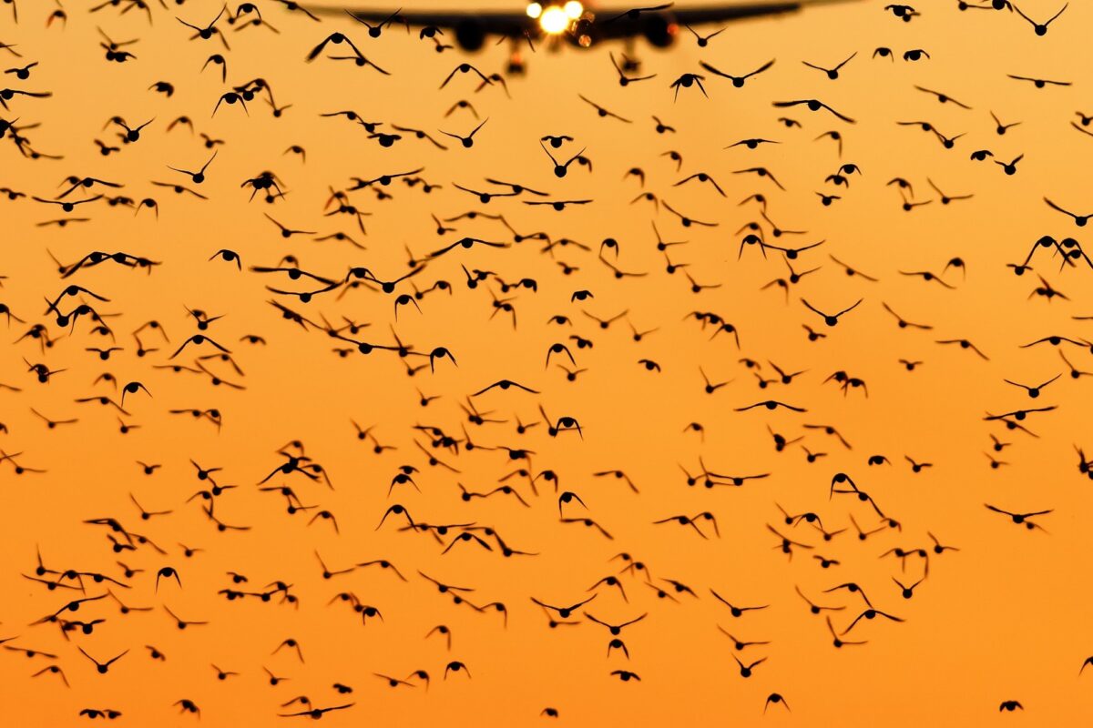 Mejorando la Seguridad Aérea: Corea del Sur Instala Cámaras Termográficas y Radares de Detección de Aves en Todos sus Aeropuertos