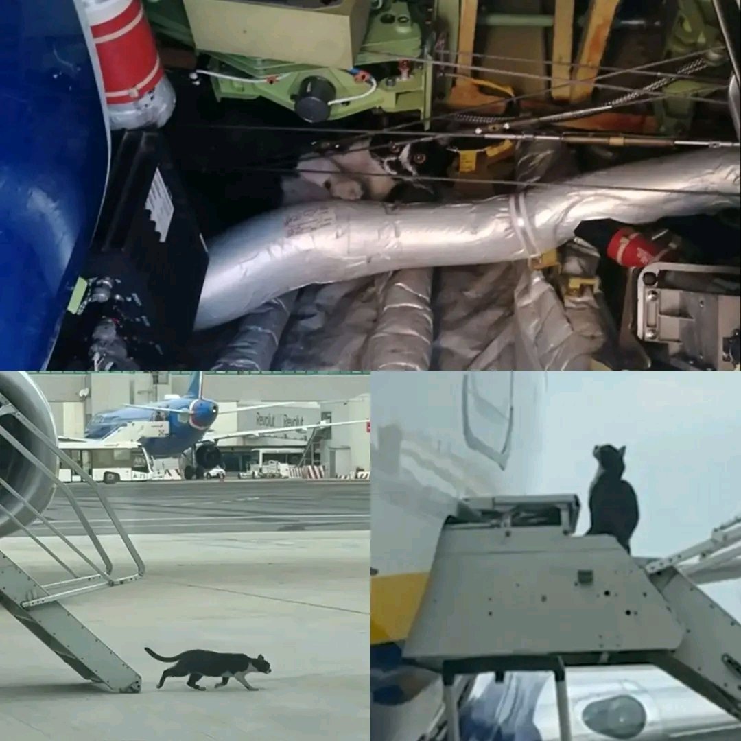 Stowaway Cat Grounds Ryanair Boeing 737 at Rome Fiumicino: Implicaciones y Lecciones para la Aviación