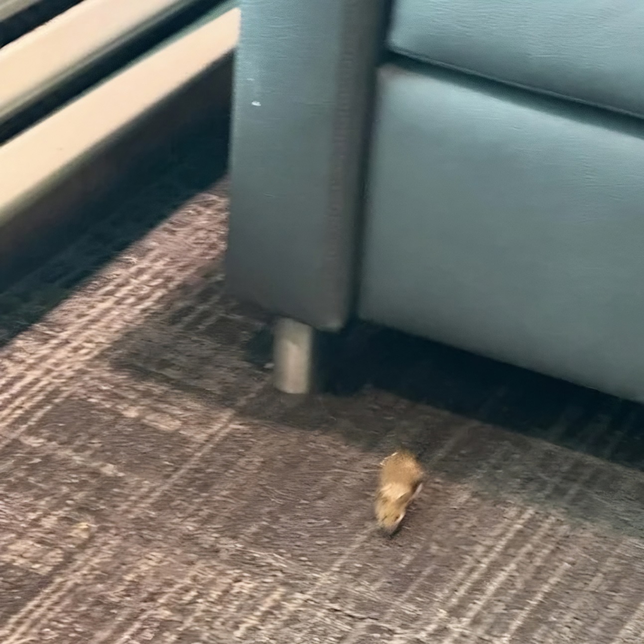 American Airlines Philadelphia Admirals Club: Fallo en Inspección de Salud y Apariciones de Fauna Wildasca Generan Preocupaciones sobre ‘Filthadelphia’